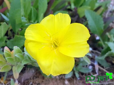 נר הלילה חופי