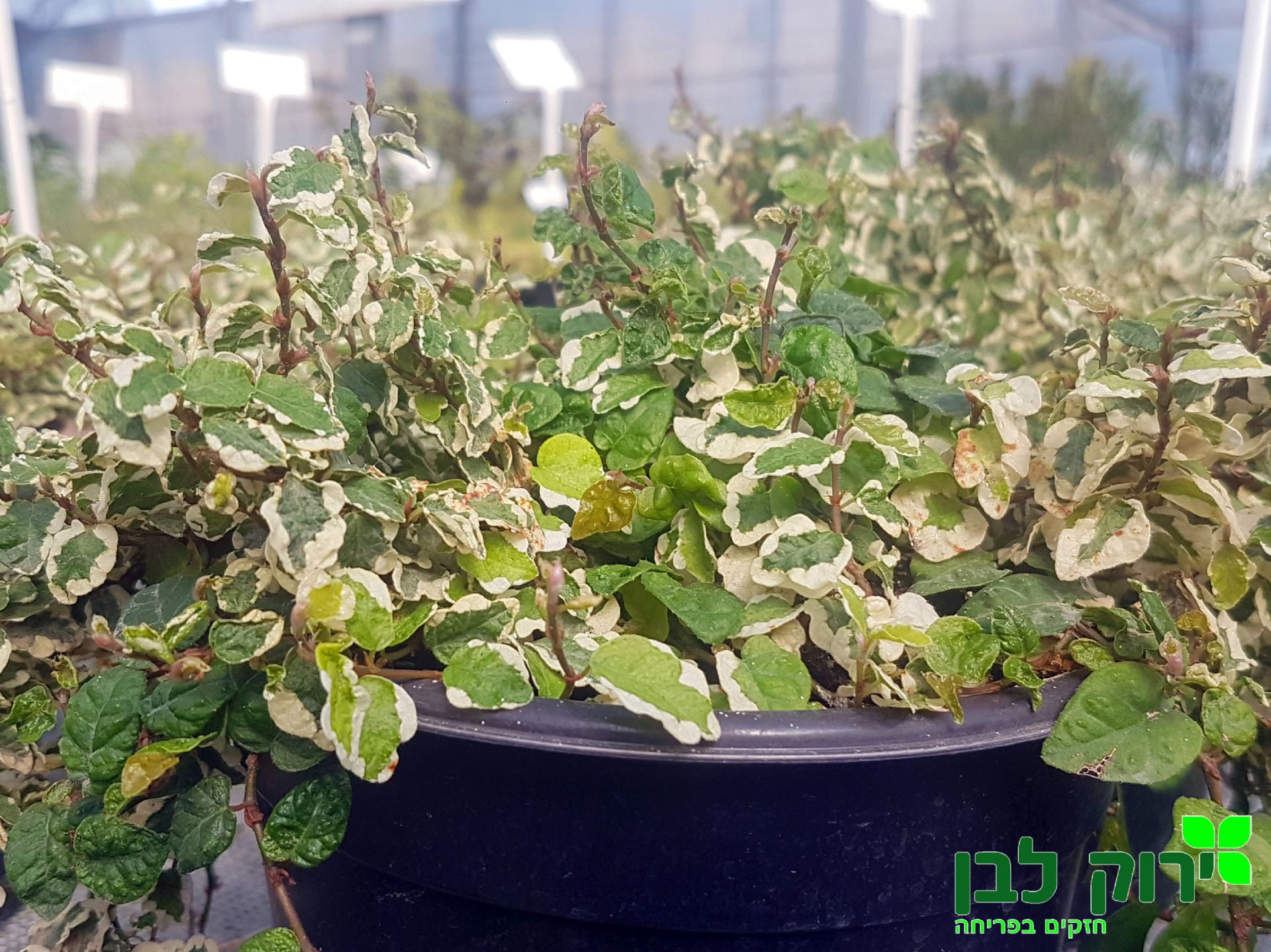 פיקוס פומילה