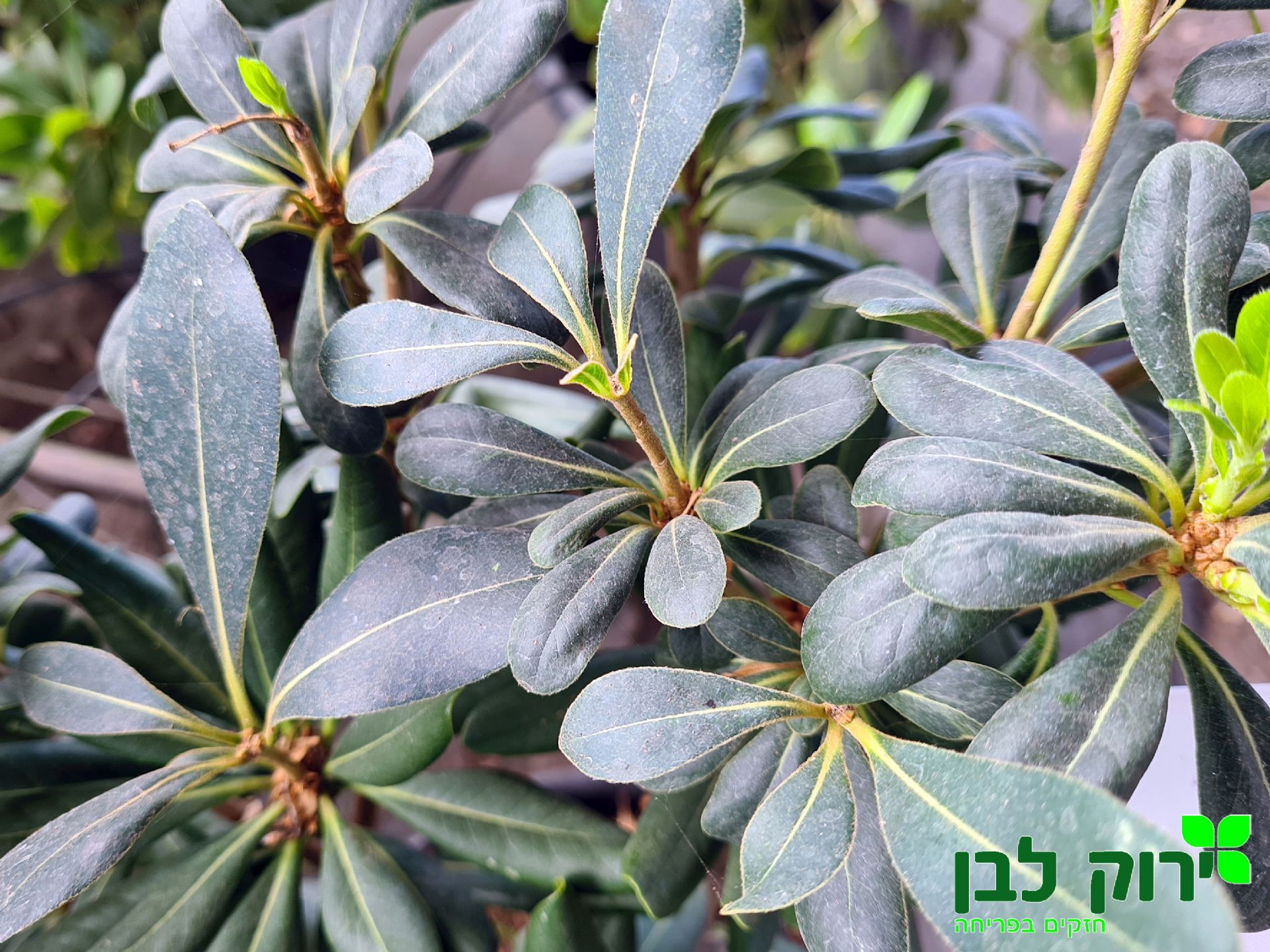 פיטוספורום ירוק