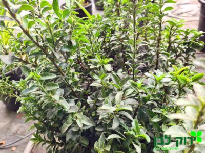 פילכון יפני ננסי