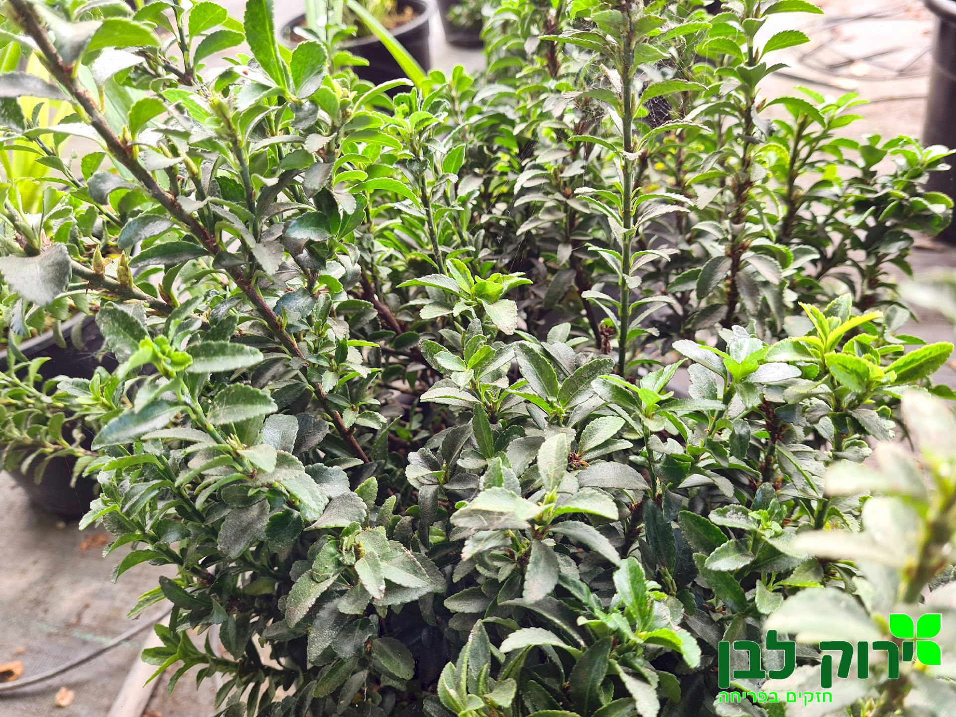 פילכון יפני ננסי