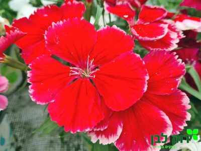 צפורן סיני- פרח ענק