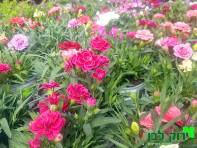 צפורן לגינון- קרינפול