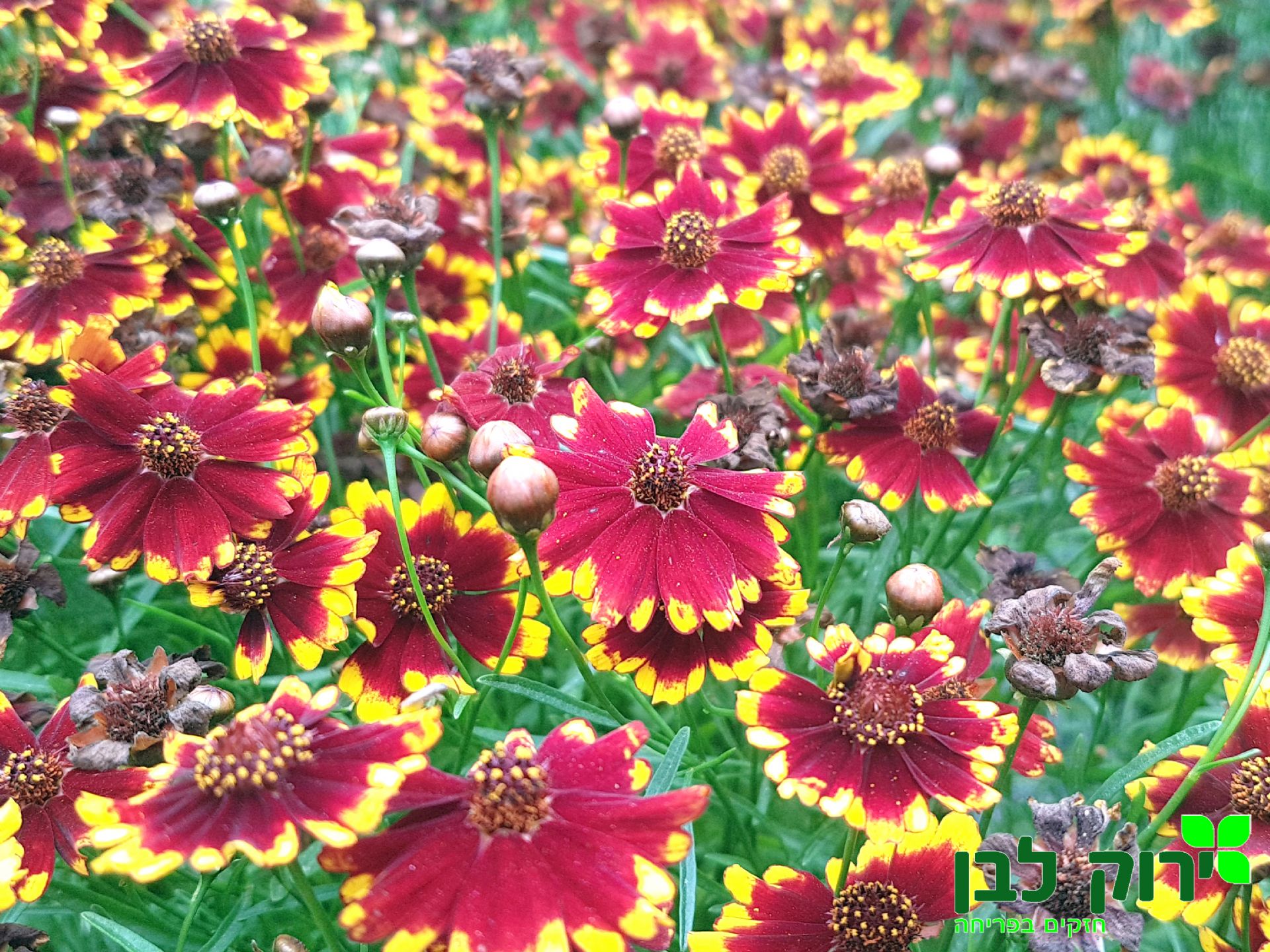 קוריאופסיס מהגוני