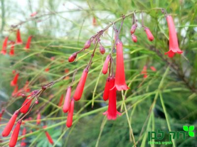 רוסליה שבטבטית