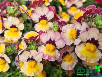 נמזיה רב שנתית