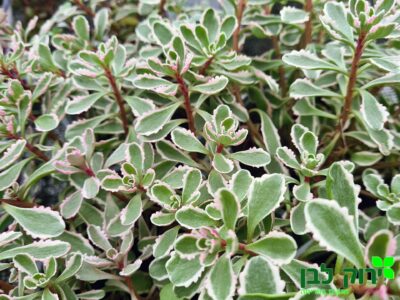 צורית (סדום)