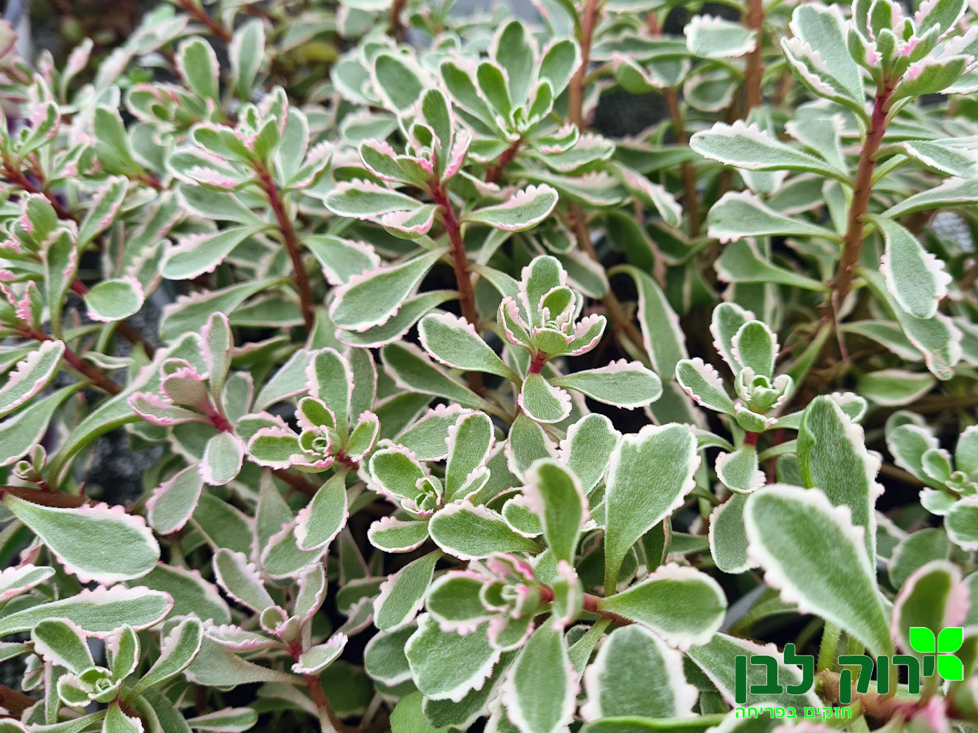 צורית (סדום)