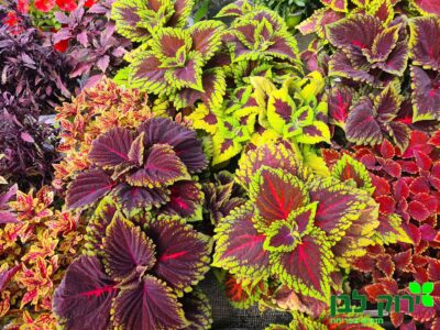 קולאוס (נדנונית)