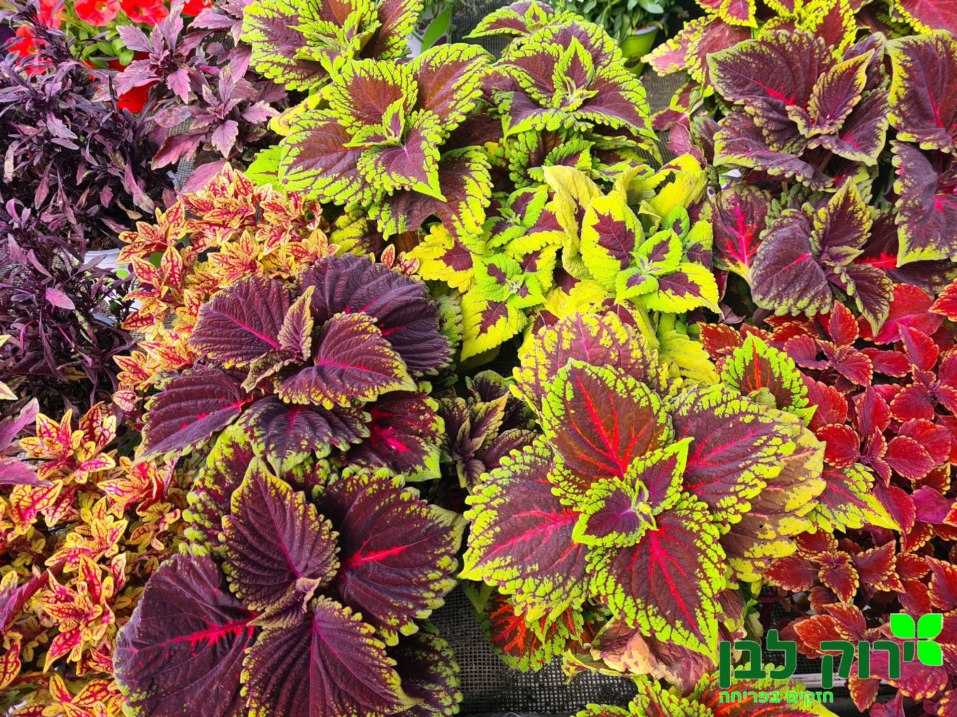 קולאוס (נדנונית)