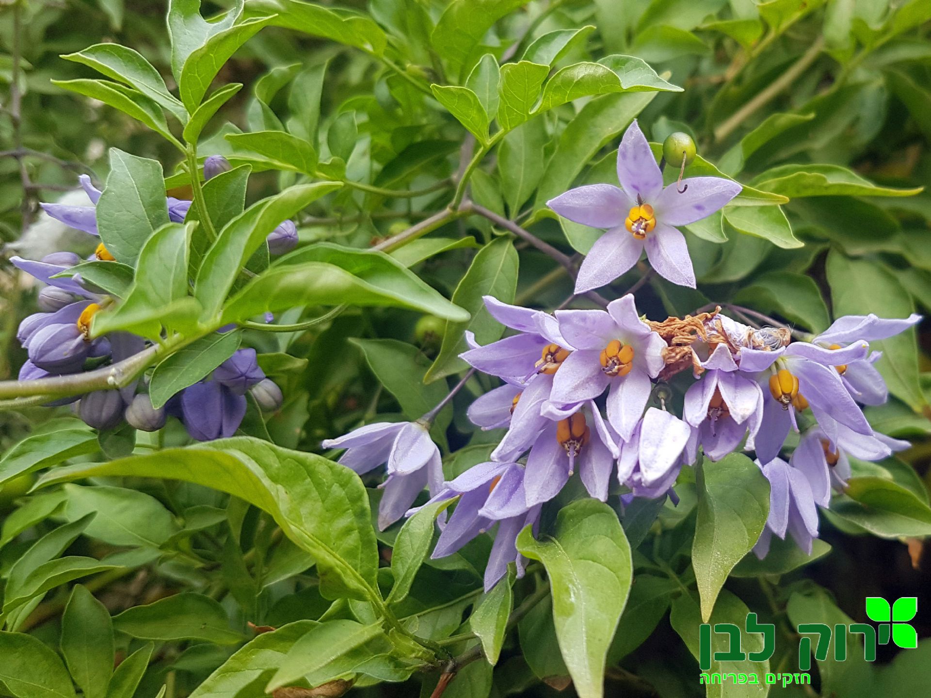 סולנום מטפס