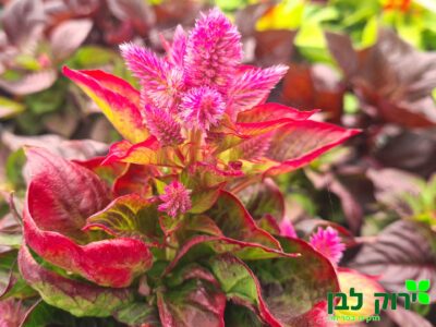 צלוזיה- עלים מיוחדים