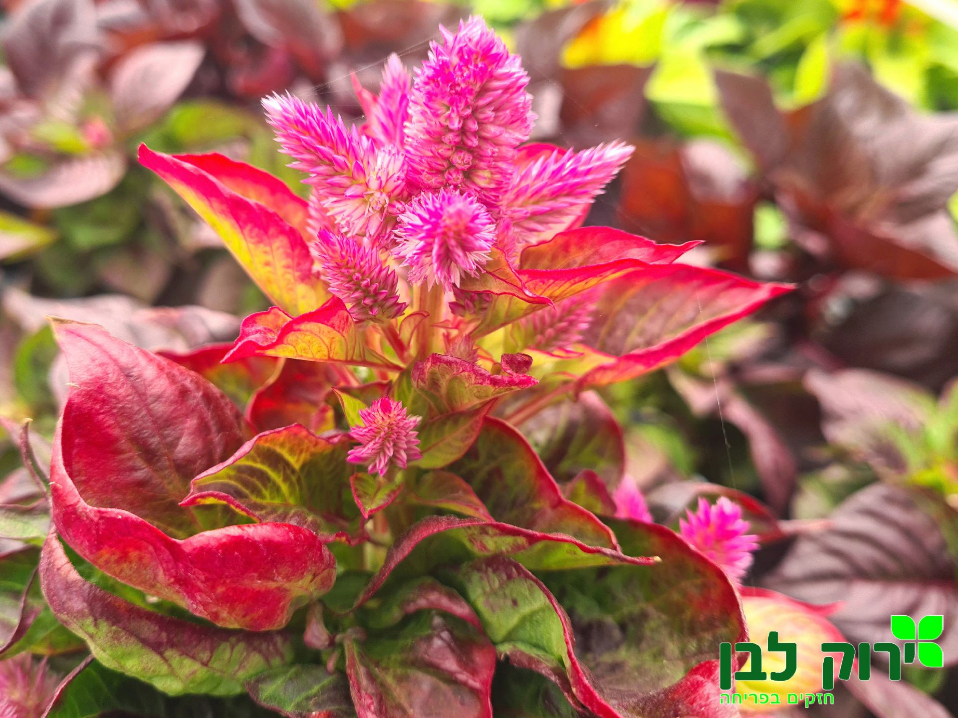 צלוזיה- עלים מיוחדים