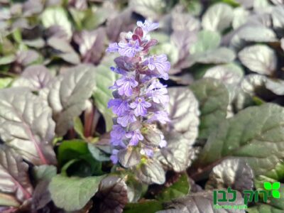 איוגה (חד שפה)