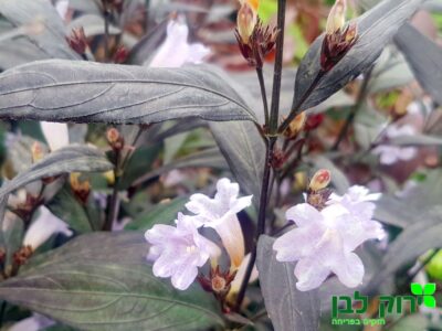 סטרובולנטוס (איצטרובלנית)