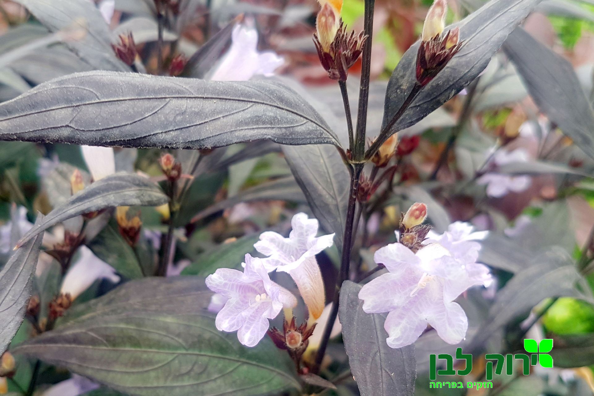 סטרובולנטוס (איצטרובלנית)