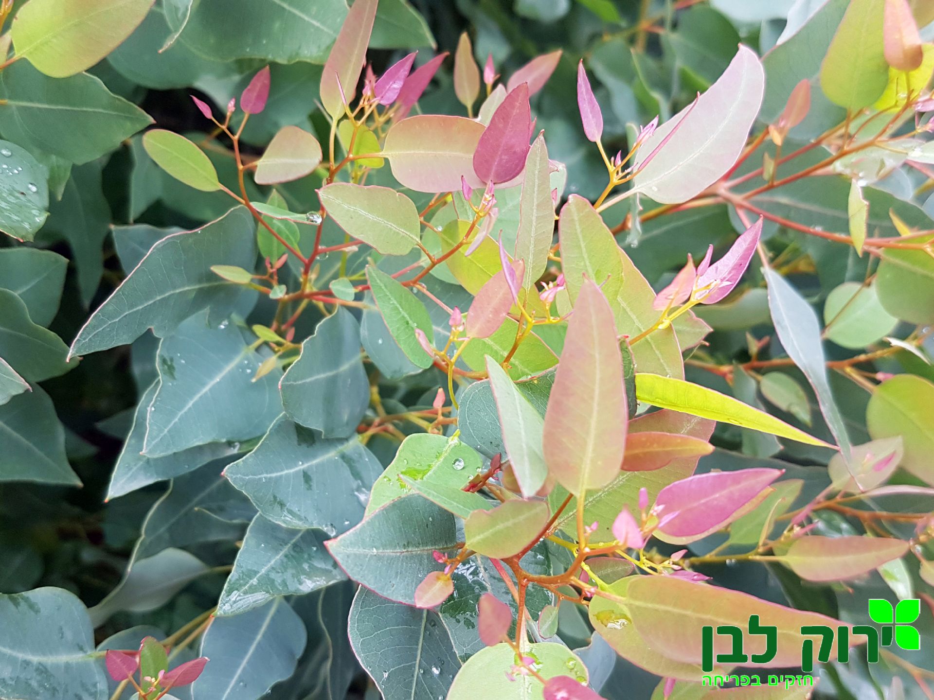 אקליפטוס כדורי