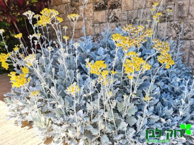 סביון מלבין