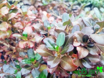 קופרוסמה נחושתית