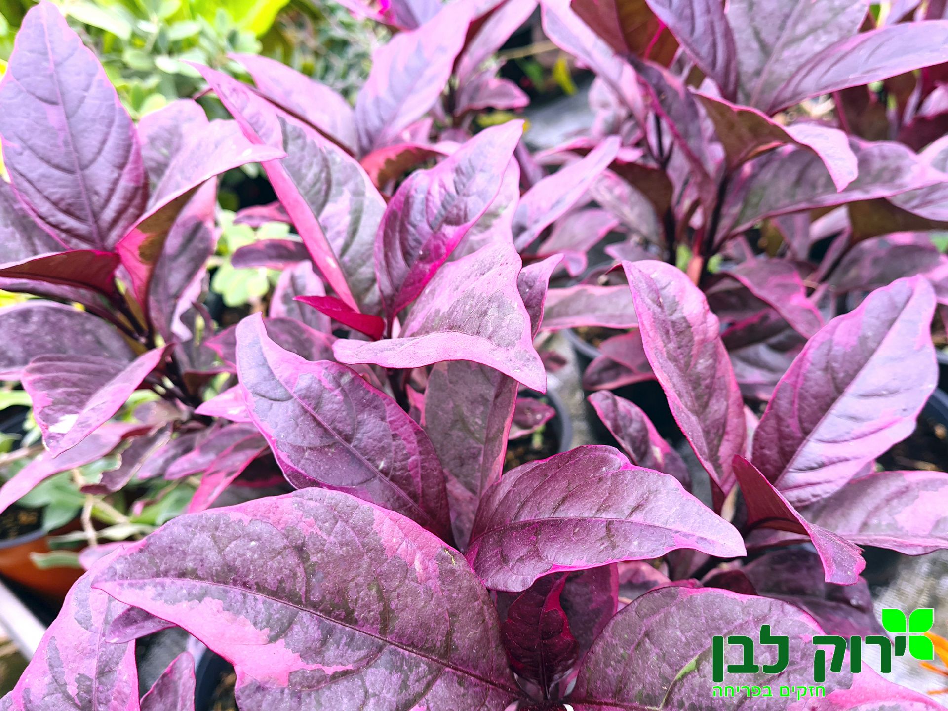 פסאודורנטמום מגוון