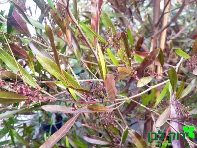 דודונאה דנה