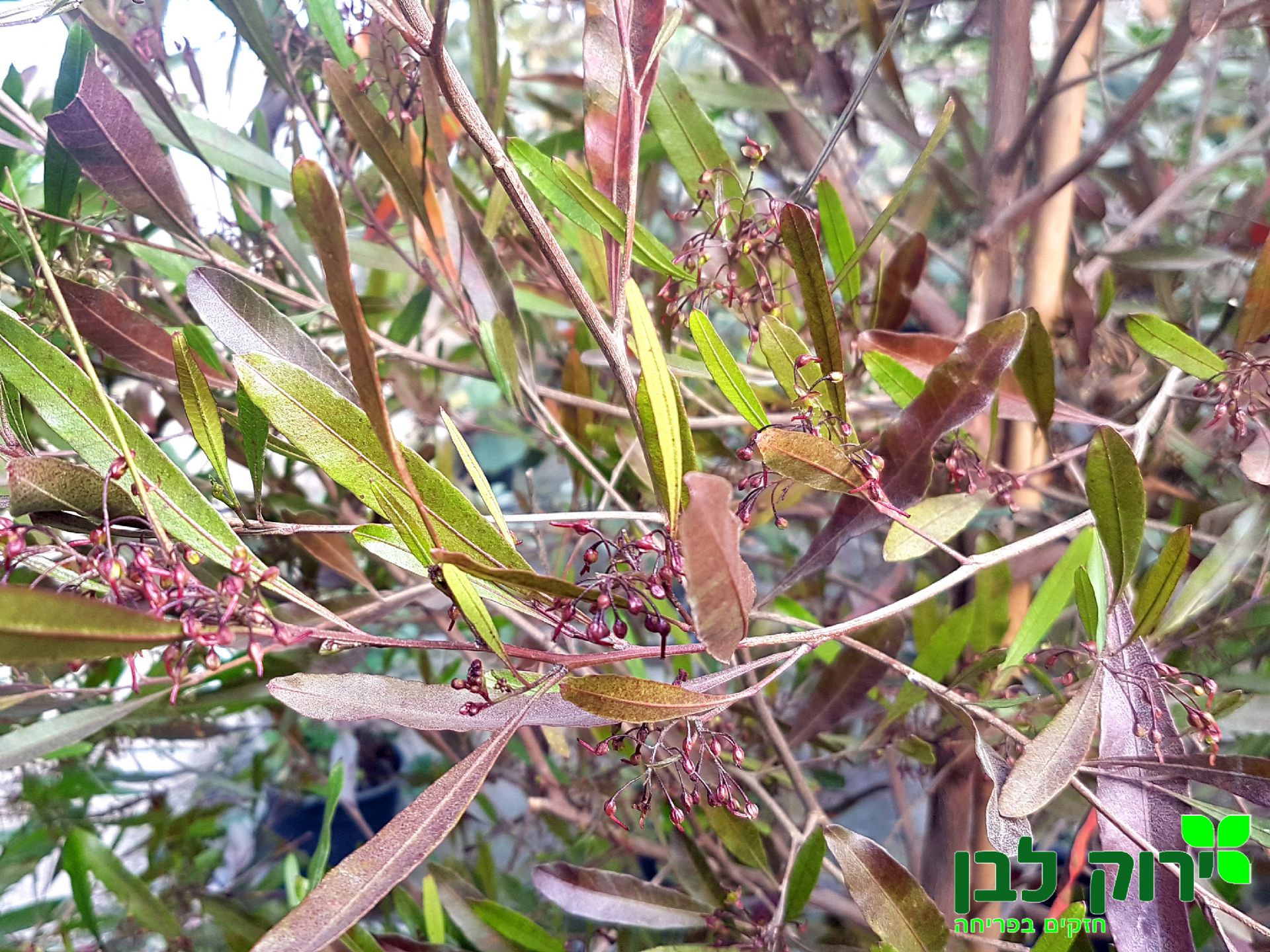 דודונאה דנה