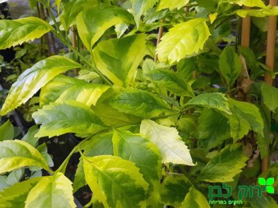 דורנטה גולד אדג'