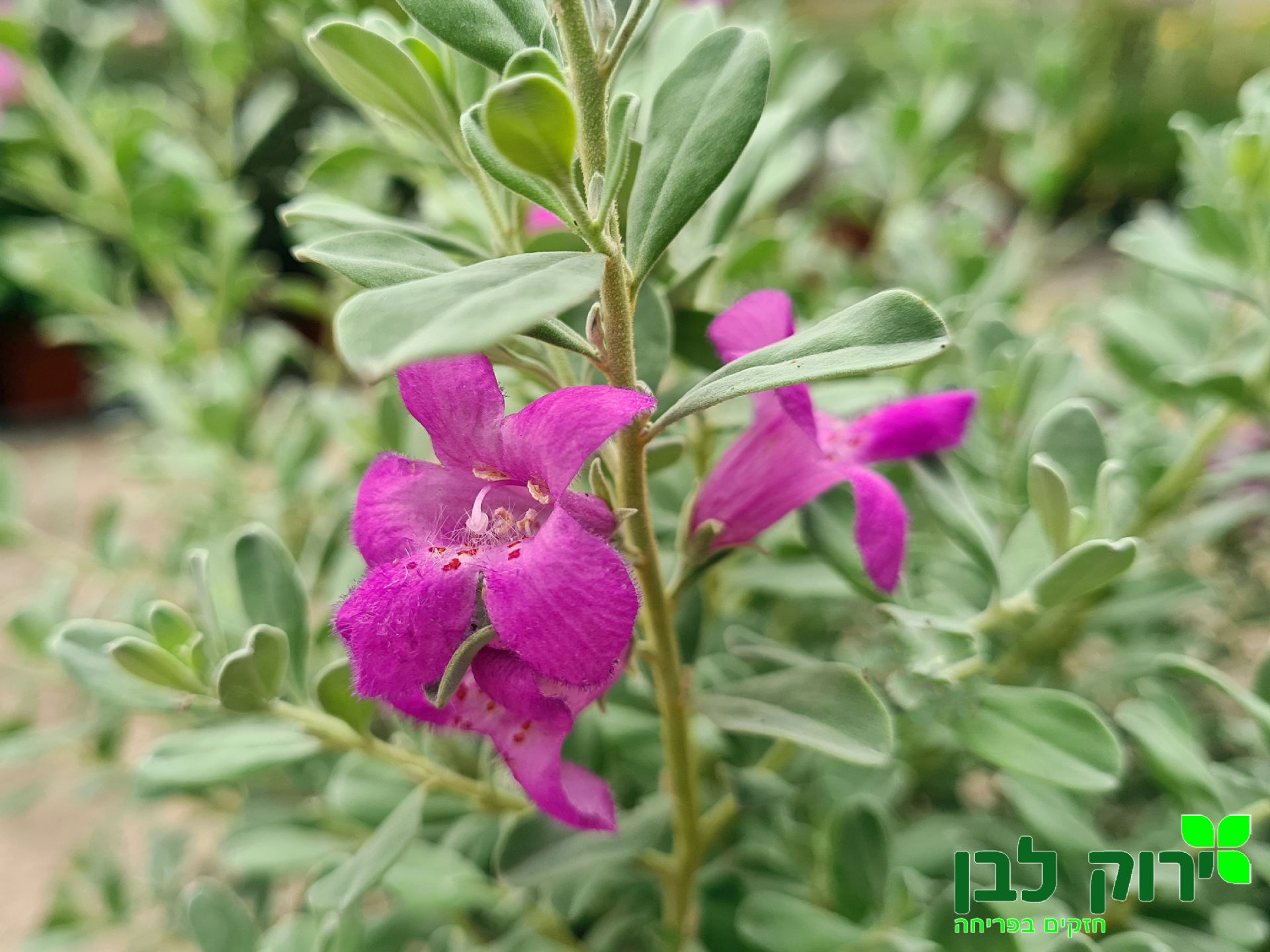 ליקופיליום סילוורדו (לבן עלה)