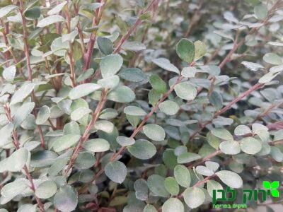 מירסינה אפריקנית