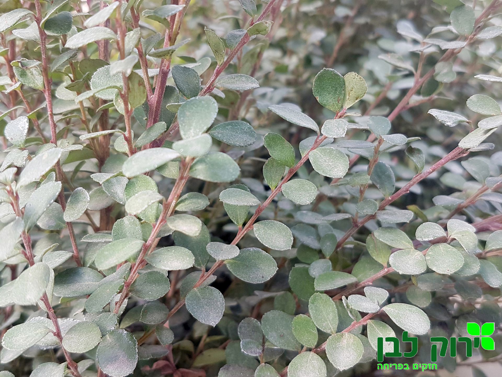 מירסינה אפריקנית