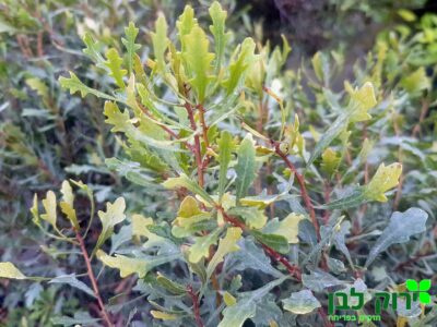 מיריקה אלונית