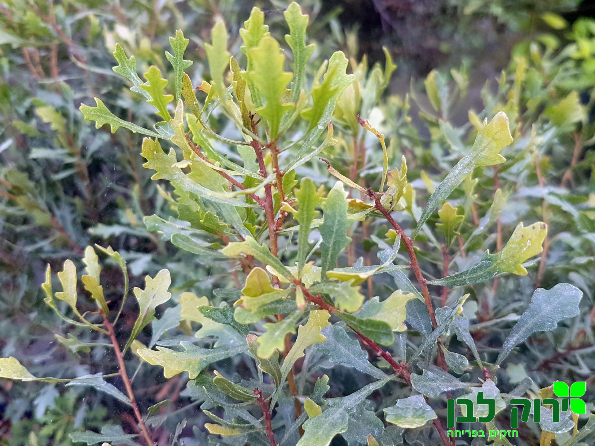 מיריקה אלונית