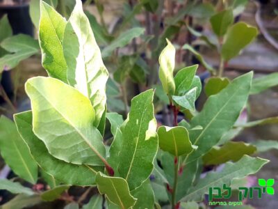 ער אציל (עלי דפנה)