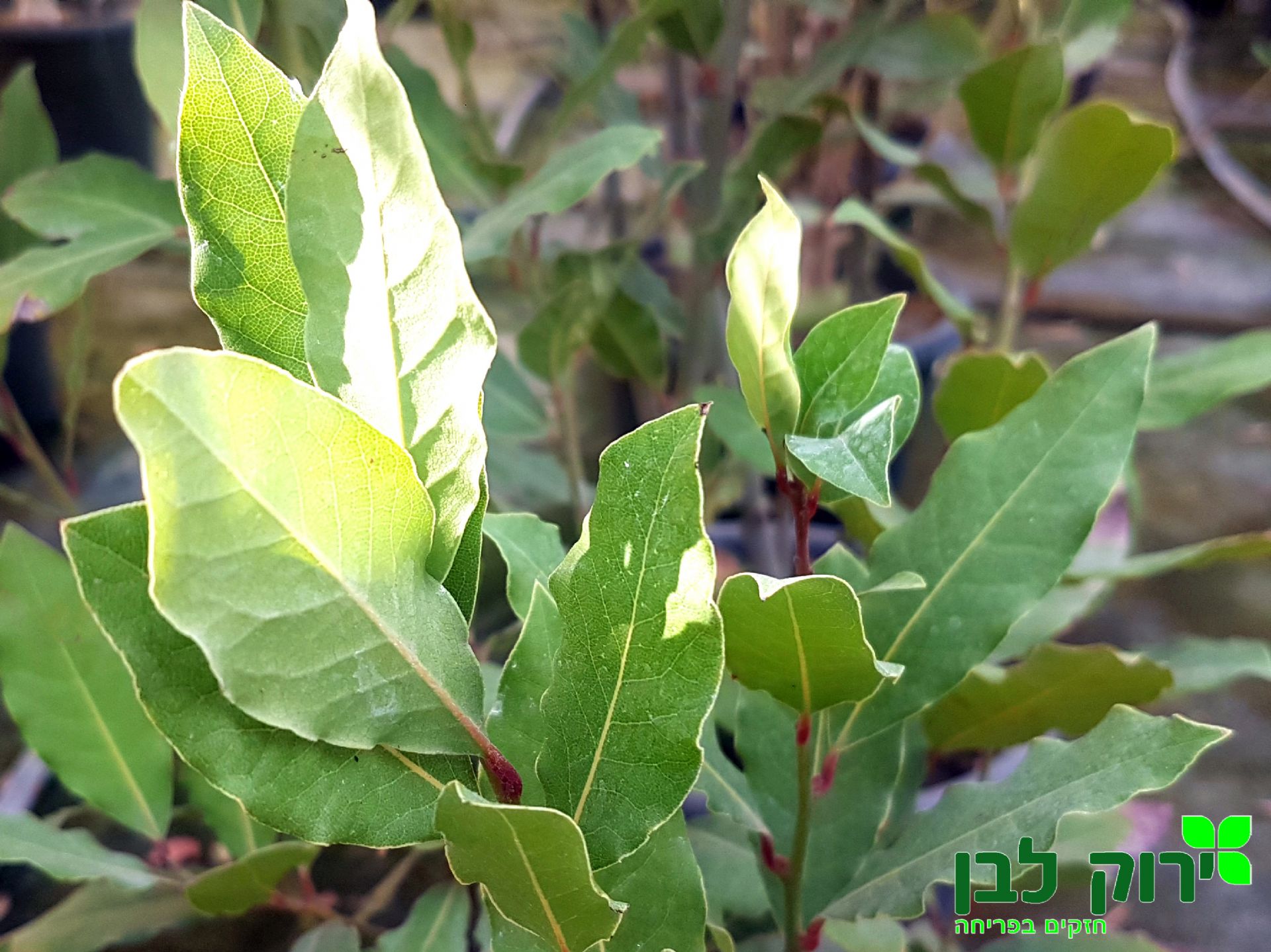 ער אציל (עלי דפנה)