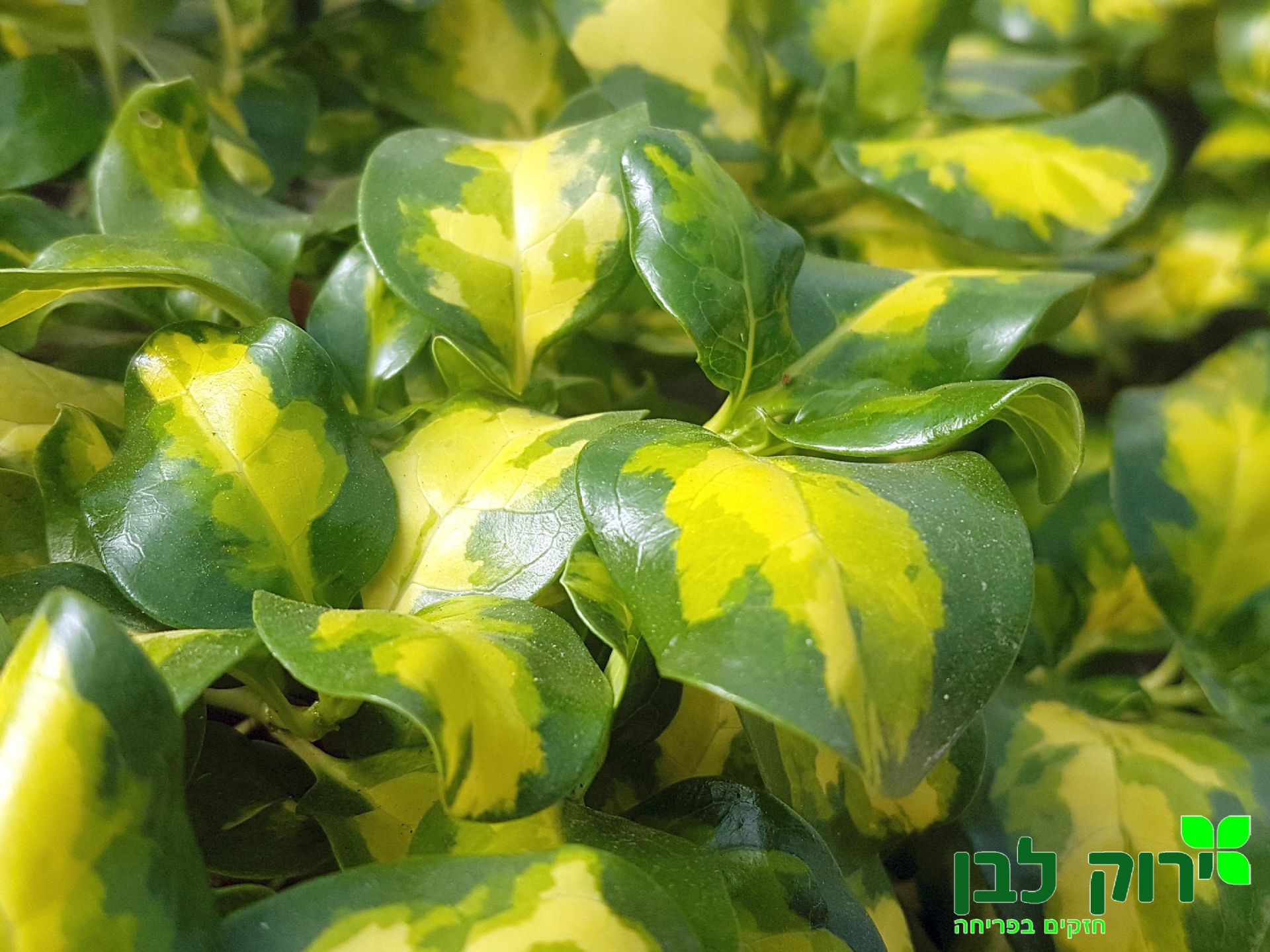 קופרוסמה זוחלת- מטבע זהב