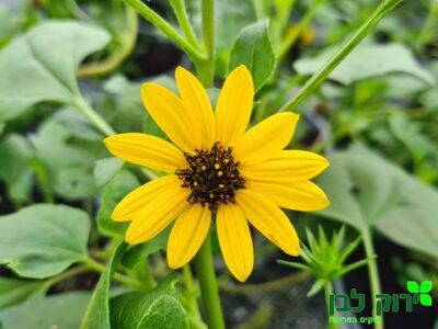 חמניה זוחלת (החופים)