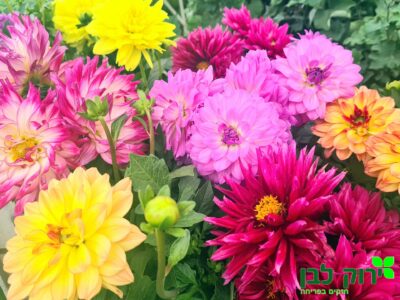 דלינה רב שנתית