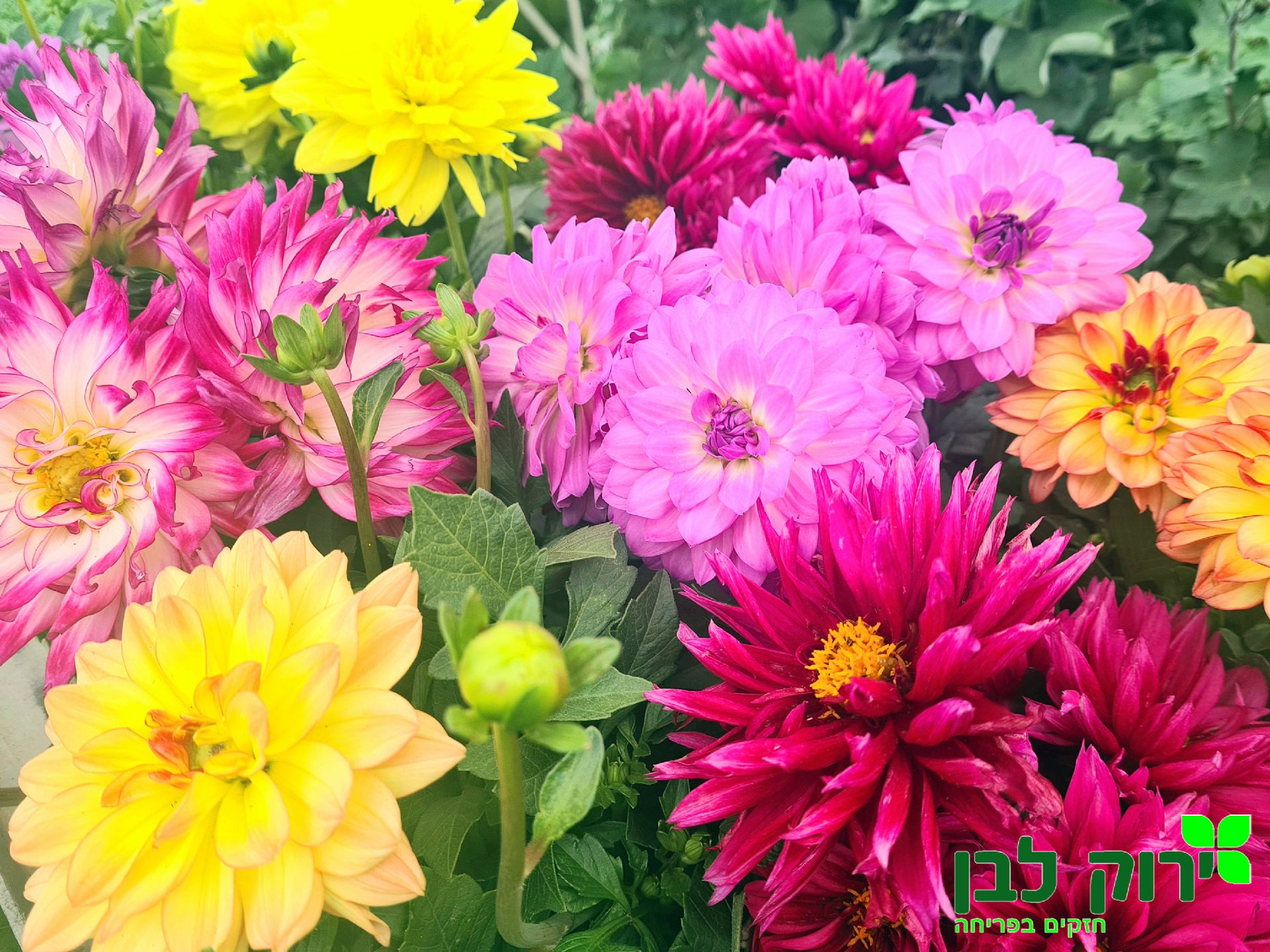 דלינה רב שנתית