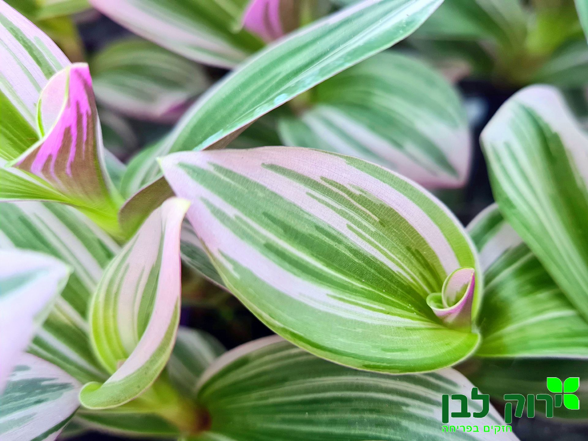 יהודי נודד- ננוק