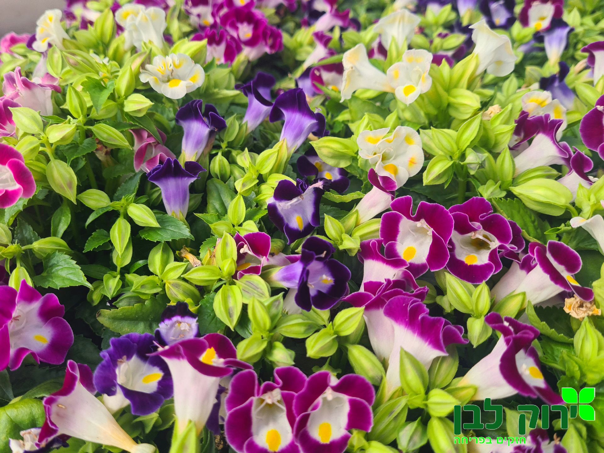 טוריניה זקופה