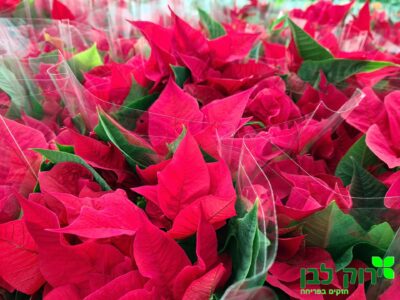 חלבלוב הדור