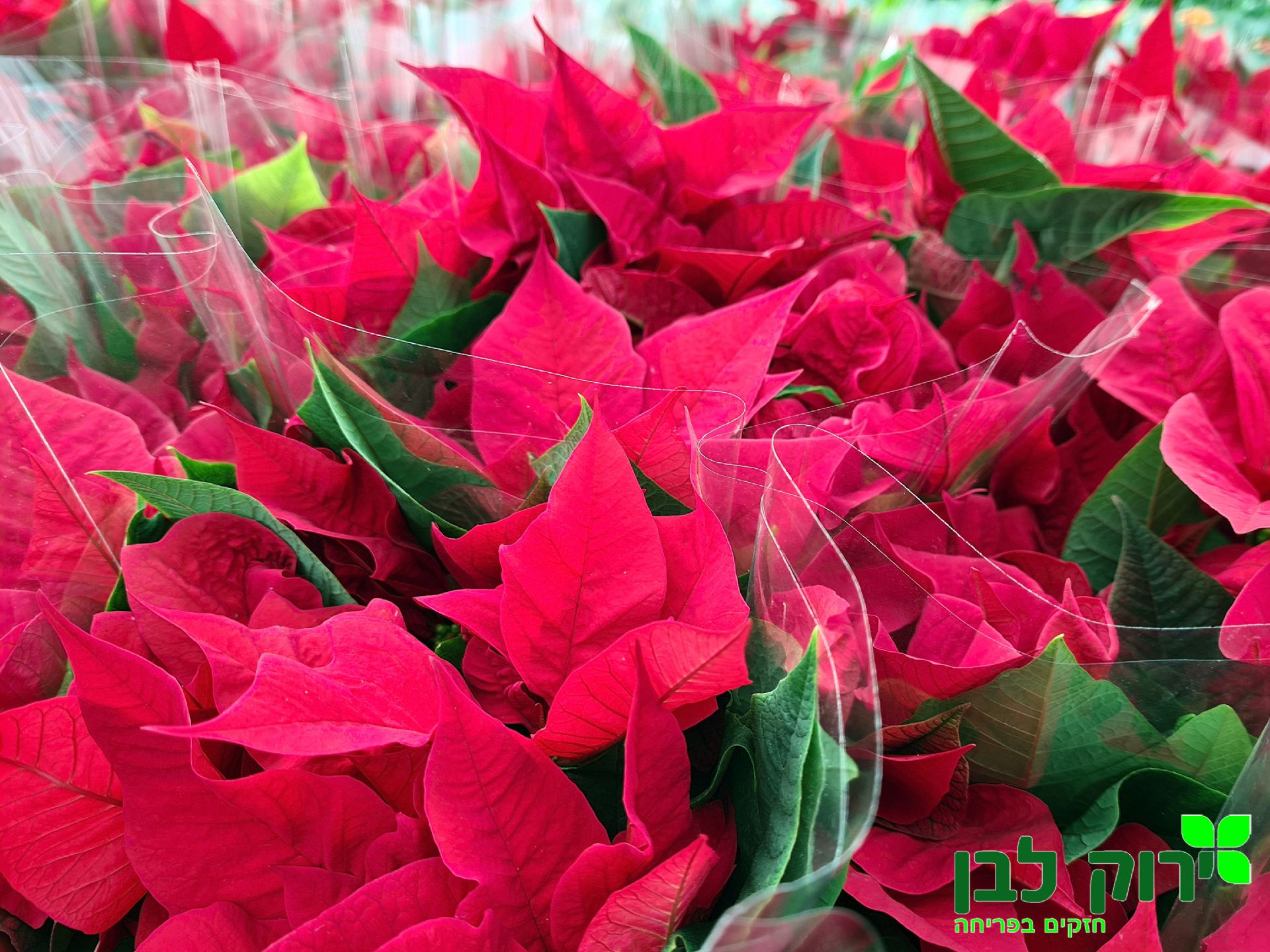 חלבלוב הדור