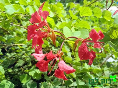 אדמום עב גביע