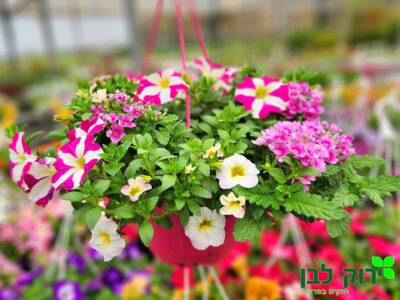 קוקטיילים ©