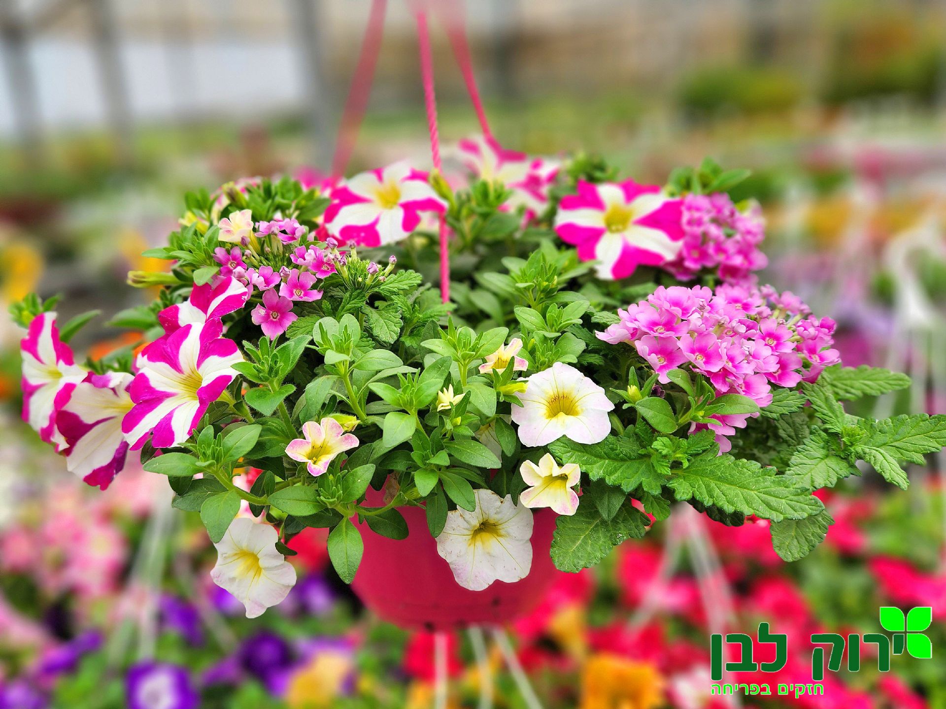 קוקטיילים ©