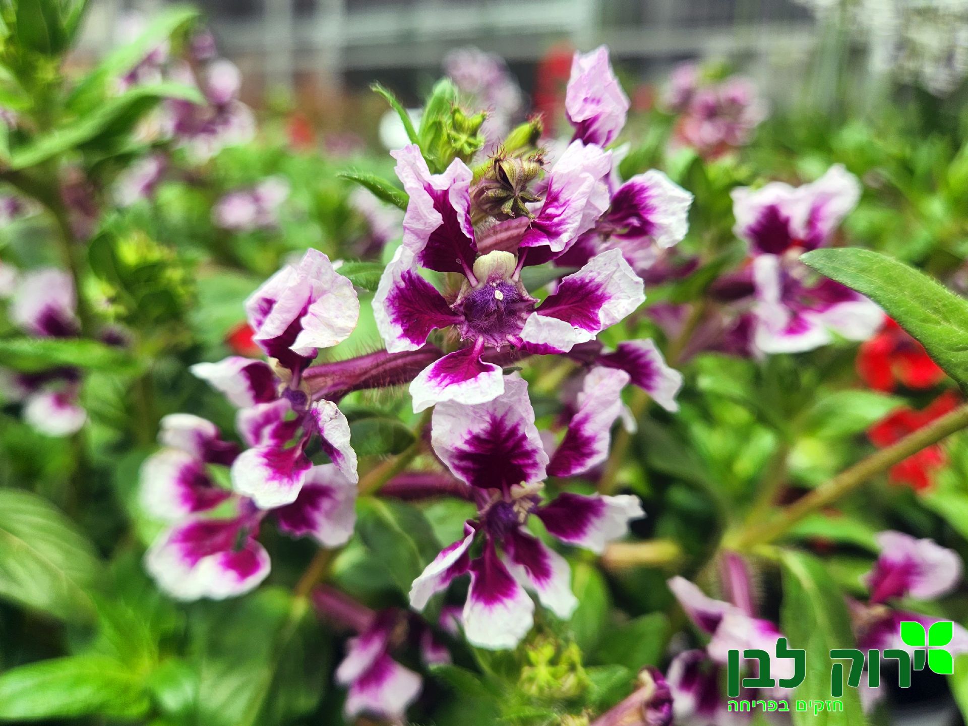 קופאה סוויט טוק