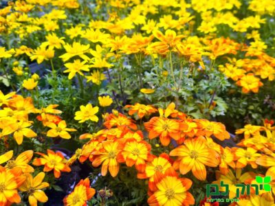 בידנס (דושן)