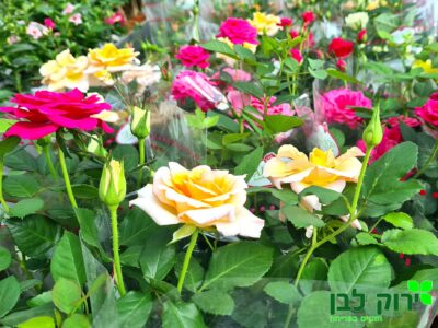 ורד ענבר (ורד ננסי)