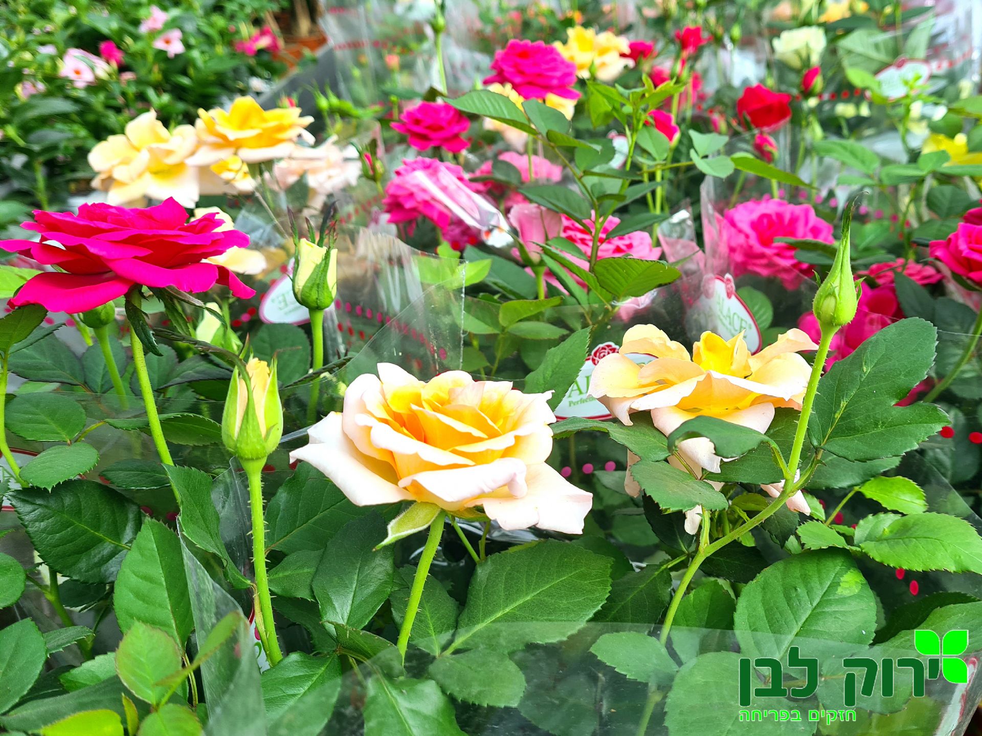 ורד ענבר (ורד ננסי)