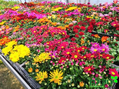 חרצית כריזנטמה